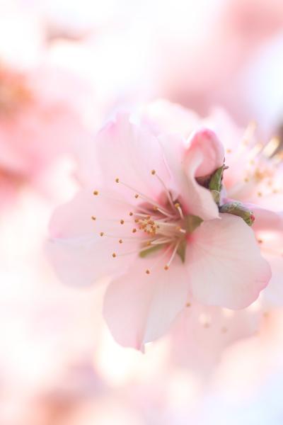 アーモンドの花 2012 ～神戸市建設局東水環境センター 水辺の遊歩道うおざきのアーモンド並木～