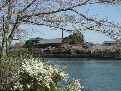 八鶴湖のほとりで桜を愛でながら。