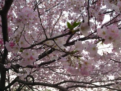 2012年　東京の桜　−　小石川後楽園　＆　千鳥ヶ淵