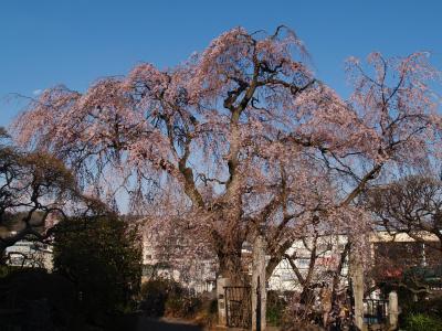 西林寺（横浜市泉区岡津町）の枝垂れ桜－2012年