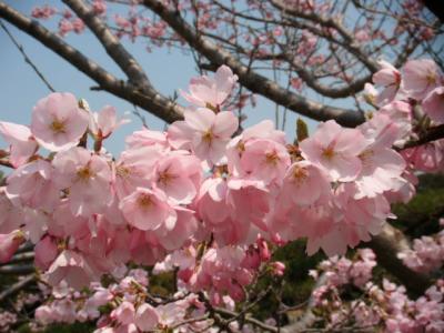 明石公園で荘川桜に感激