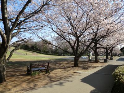 神奈川県立四季の森公園　桜　前半（２０１２年４月８日）