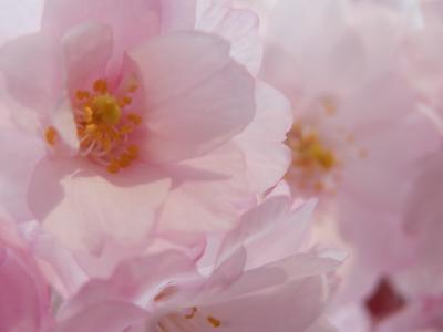 ソメイヨシノ満開が待ちきれな～い！！ので、近所で早咲きの桜を探した～！
