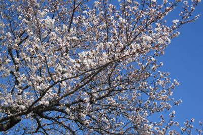 2012春、三好池の五分咲きの桜(1/4)：ソメイヨシノ、三好池神社、紫木蓮、スズラン