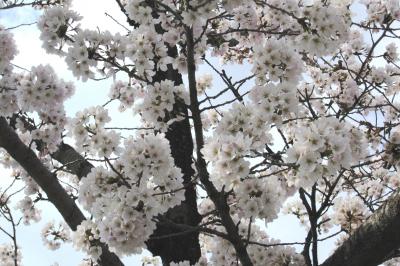 2012春、三好池の五分咲きの桜(4/4)：ソメイヨシノ、レンギョウ、雪柳、沈丁花
