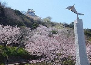 房総館山桜満開