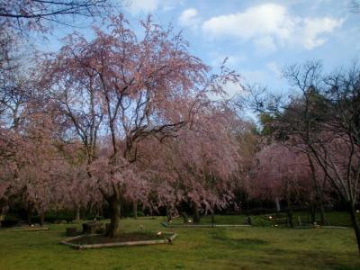 夕日に染まる真鶴のしだれ桜