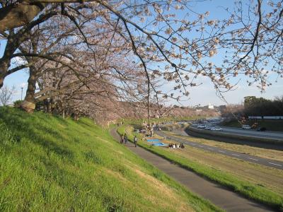 2012年岡山の桜「旭川さくらみち」ボケボケの夜桜、惜しい夕方の桜、そして。。。
