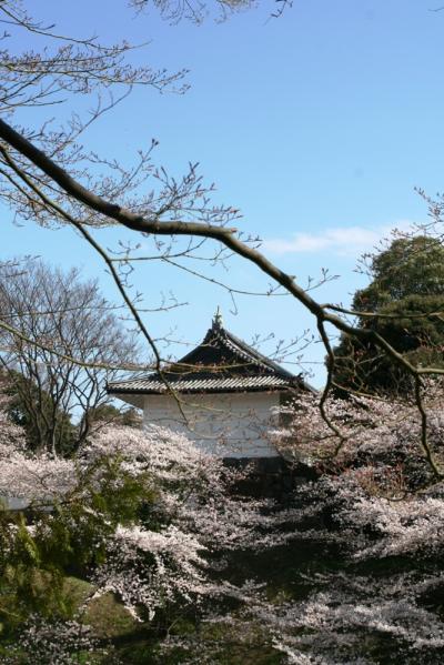 千鳥ケ淵公園で満開の桜を見る