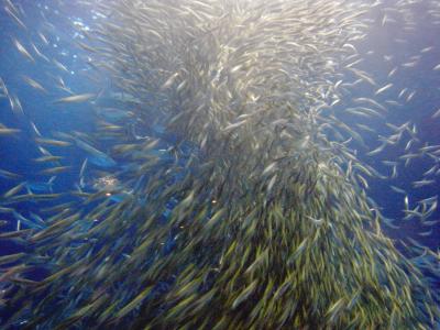 名古屋港水族館　いわしトルネードに感動！