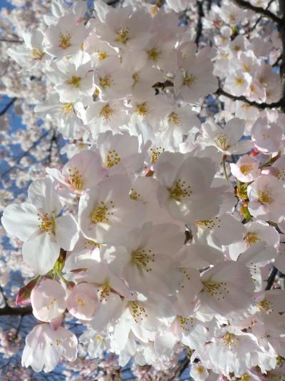 名古屋城・鶴舞公園・山崎川の桜２０１２（４月１５日更新）
