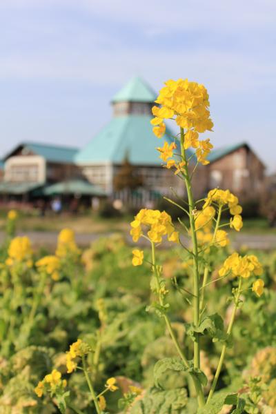 南房総/館山ぐるり旅【12】～「全国道の駅グランプリ2000」で最優秀賞を受賞～道の駅とみうら　枇杷倶楽部