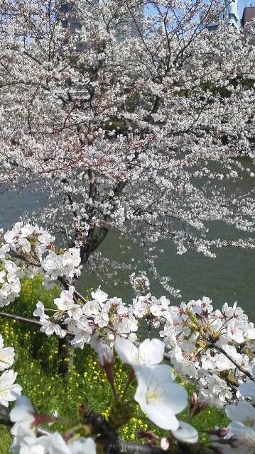 市ヶ谷～飯田橋 外堀の桜を眺めながら追憶散歩