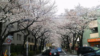 武蔵野自転車桜日記(三鷹～武蔵野～小金井の桜を訪ねて)