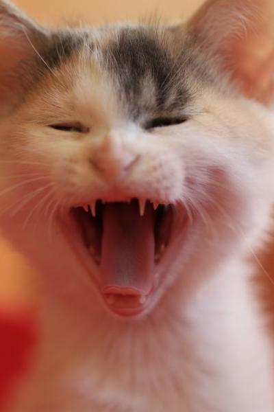【猫カフェ49】 熊本の猫カフェ　cat shelter　「かごにゃん」 ～並木坂店～