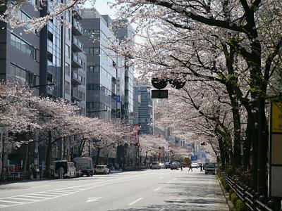 市ヶ谷周辺でお花見