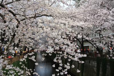 咲いた、咲いた、桜が咲いた♪：大崎～中目黒