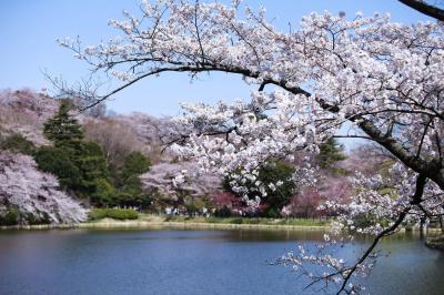 三ッ池公園の桜