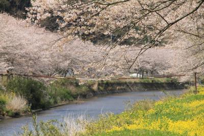 松崎・那賀川の桜並木と花を見に行ってみた。