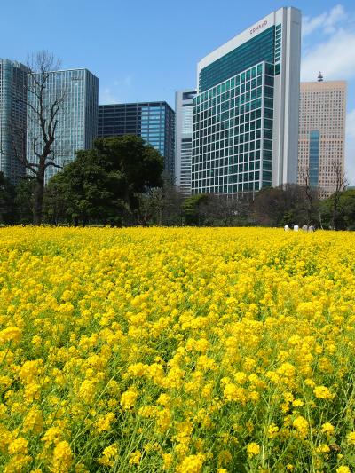 ２０１２　築地で朝食＆浜離宮の菜の花で癒される　平日公休の正しい使い方