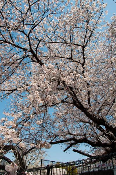 2012年　柴島浄水場の桜