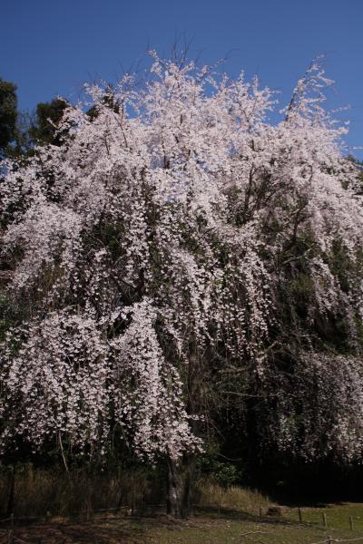 2012年春の京都～今年も醍醐寺で立派な枝垂れ桜を見たにゃん