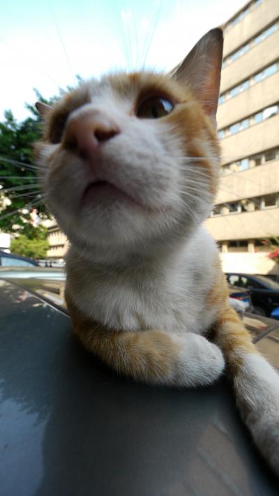 2010.9　〜カイロ　ホテル探しで難航、駆け足でピラミッド〜