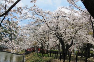 2012春、満開が近くなった亀城公園の桜(1/3)：ソメイヨシノ、平和の塔、お濠