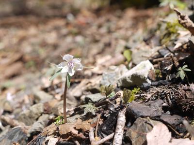 花冷えの４月　ありふれた野草散策