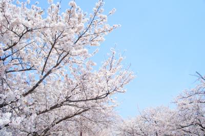 週末ちょっとおでかけ　中津でお花見