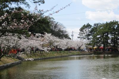 2012春、満開が近くなった亀城公園の桜(3/3)：ソメイヨシノ、紅枝垂桜