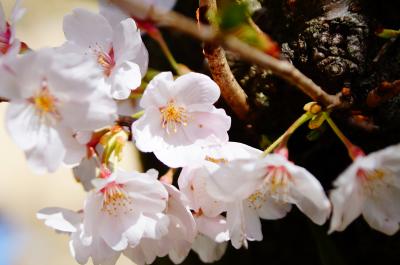 桜 in はままつフラワーパーク