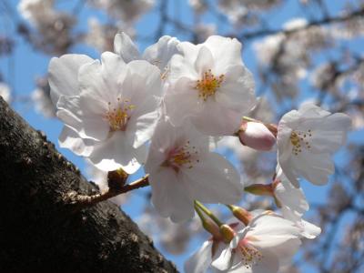 調布☆野川沿いの桜 ２０１２