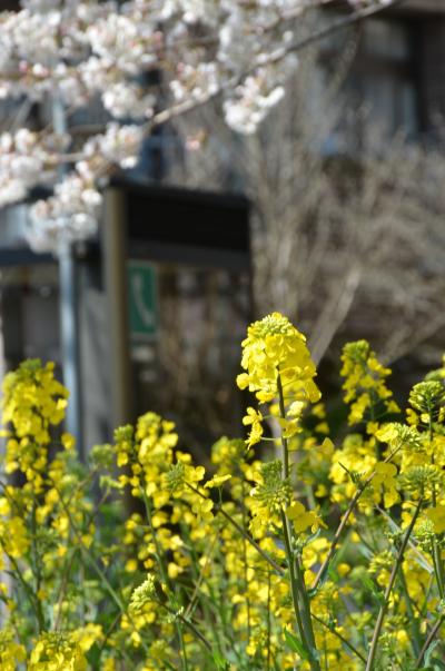 SAKRA @KUNITACHI 満開です！