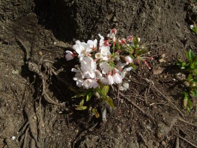 家の前の桜