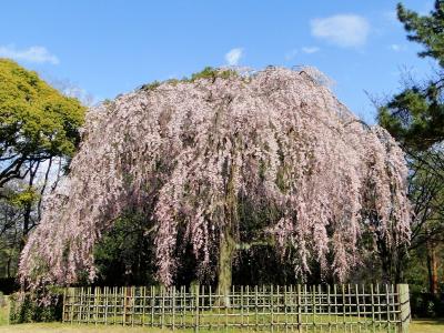 京都の花見旅行初日は京都御苑です。