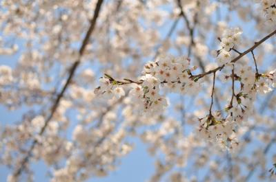 お花見。砧公園～桜丘