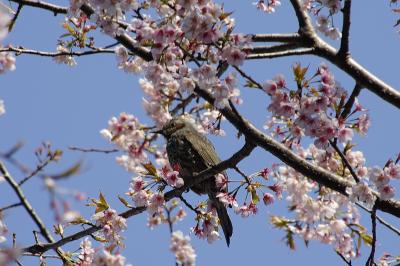 千葉県　～桜～　佐倉城址公園＋おまけ