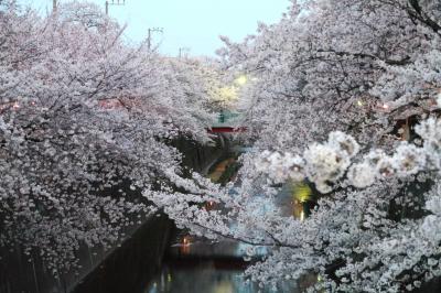 【速報】石神井川の桜並木（中板橋）