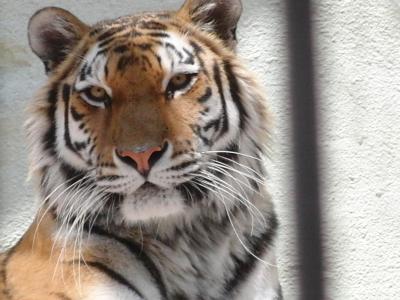 サクラの季節の福岡市動植物園へ!