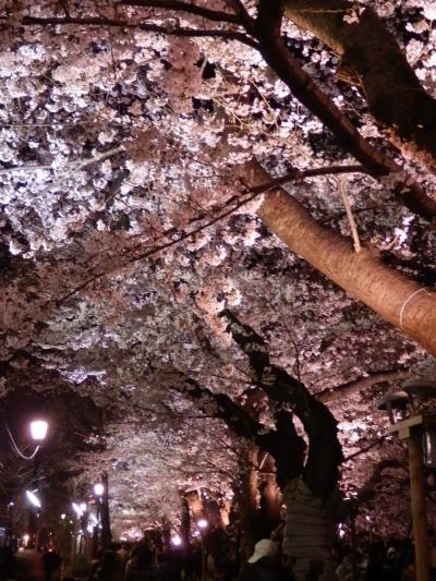 夕暮れ前から夜闇まで、幻想的な桜の色変化を楽しんだ～！！