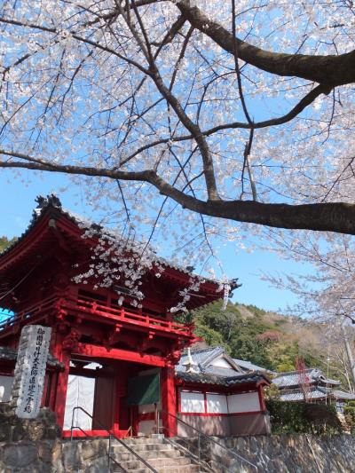 妙松寺の桜