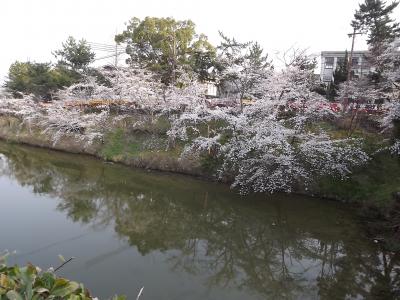 大和郡山お城祭り♪人がいっぱいでぐったり・・Withワンコ