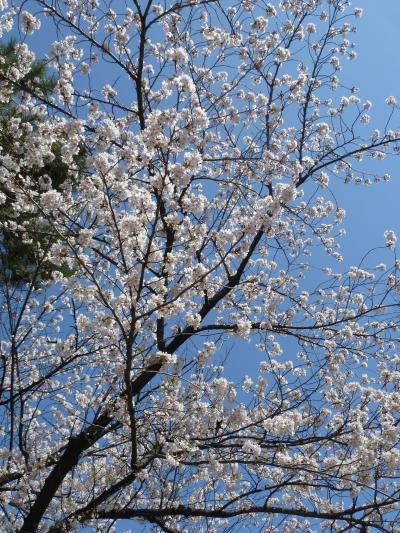 街あるき　桜満開　山崎川2012