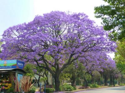 日本も桜のシーズンですが、メキシコ市ではハカランダが満開！
