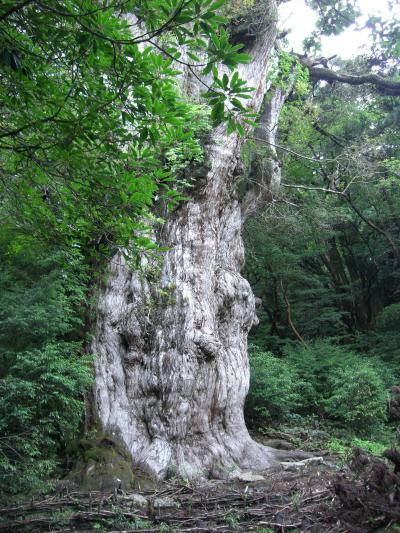 屋久島の自然の中で