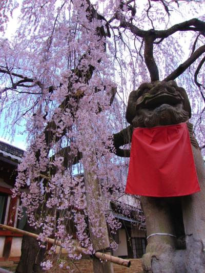 「そうだ奈良へ行こう」まほろばの桜に心奪われて ～ 氷室神社・法華寺・佐保川 ～