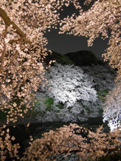 1204お花見～千鳥が淵満開♪