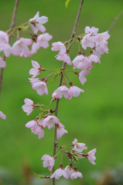 京都花見旅行で御苑に行きましたが殆ど満開状態でした。