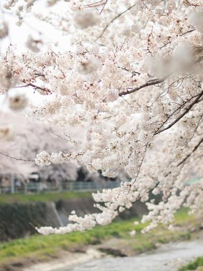 桜の香り流れる川　香流川でのんびりお花見　おいしいカレーとスイーツと共に・・・
